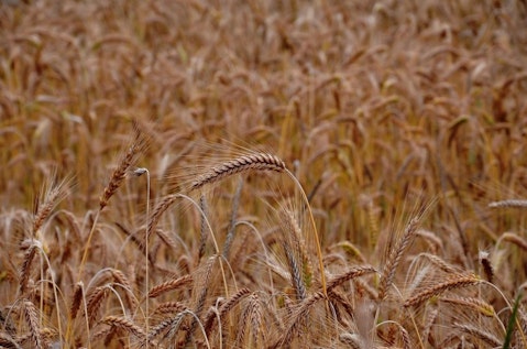 wheat-Countries That Consume the Most Genetically Modified Foods