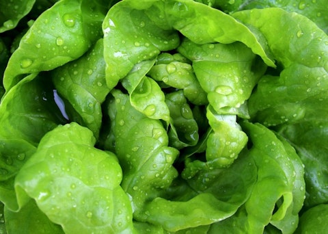 Most Consumed Vegetables In the US Lettuce Salad