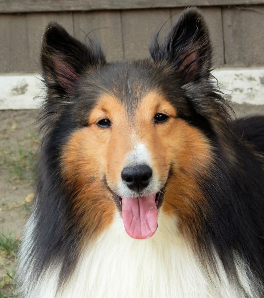 shetland-sheepdog-Easiest Dog Breeds to Train in The World