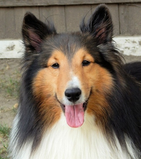 shetland-sheepdog-Easiest Dog Breeds to Train in The World