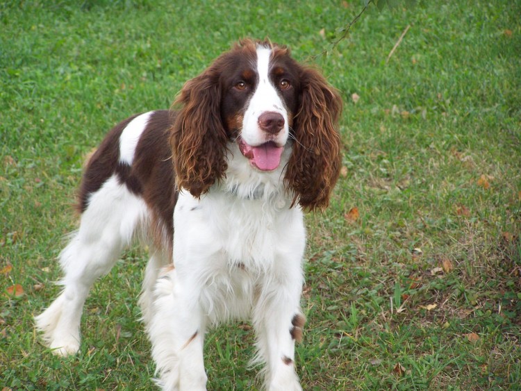 English springer Spaniel-Easiest Dog Breeds to Train in The World