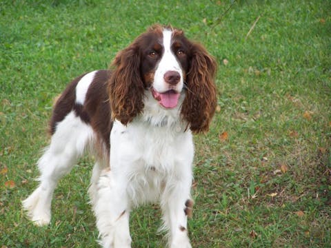 English springer Spaniel-Easiest Dog Breeds to Train in The World
