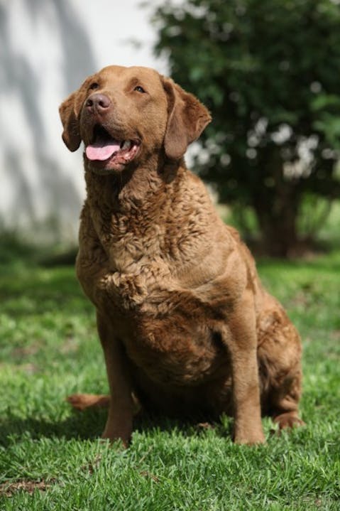 Easiest Dog Breeds to Train in The World Chesapeake Bay Retriever