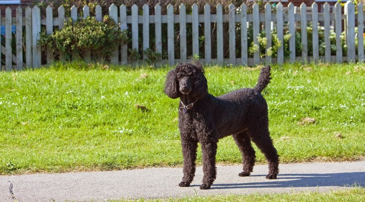 standard-poodle-Easiest Dog Breeds to Train in The World