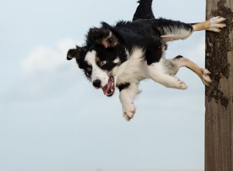 Easiest Dog Breeds to Train in The World Border Collie