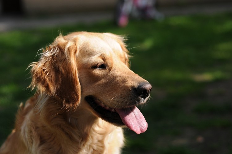 golden-retriever-933029_1280