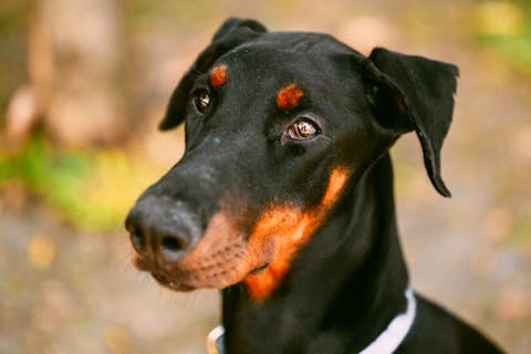 Easiest Dog Breeds to Train in The World Doberman