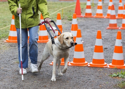 10 Best Autism Service Dogs for Adults