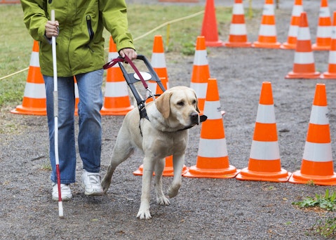 labrador, dog, training, dogs, stick, pets, blindness, leash, perception, animals, walking, people, skill, with, and, harness, eyesight, assistance, golden, puppy, using,
