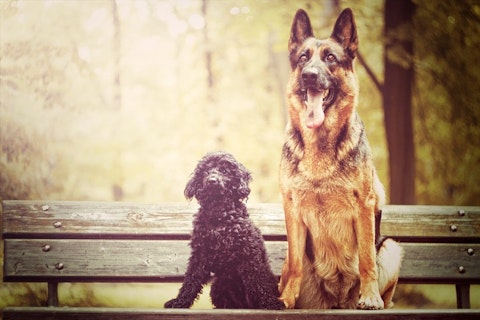 Best dog photo/Shutterstock.com