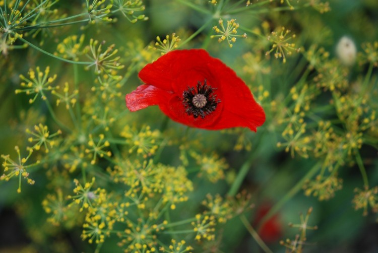 Most Commonly Used Illegal Drugs