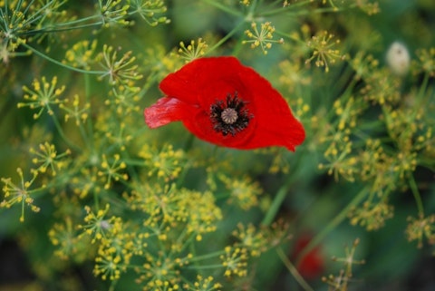 Most Commonly Used Illegal Drugs