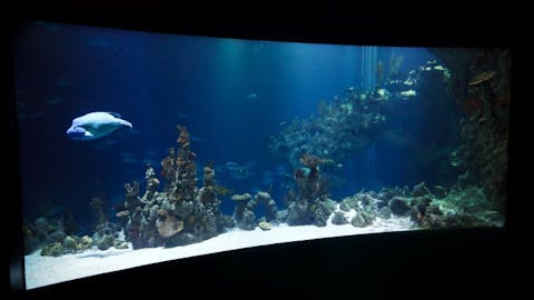 Easiest Coral Species To Grow And Maintain For Beginners