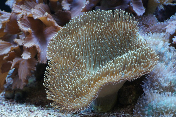  Easiest Coral Species To Grow And Maintain For Beginners