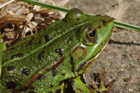 frog-166010_1280