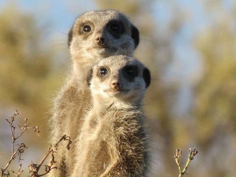 meerkat-255564_1920