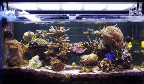 Easiest Coral Species To Grow And Maintain For Beginners