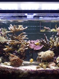 6 Easiest Coral Species to Grow And Maintain for Beginners
