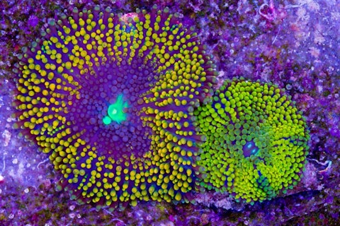 Easiest Coral Species To Grow And Maintain For Beginners