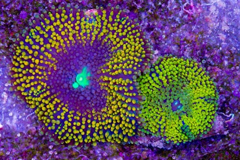 Easiest Coral Species To Grow And Maintain For Beginners
