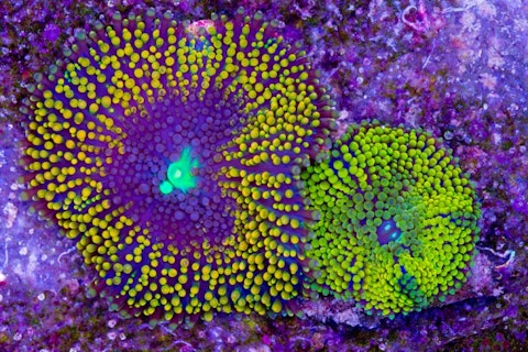  Easiest Coral Species To Grow And Maintain For Beginners