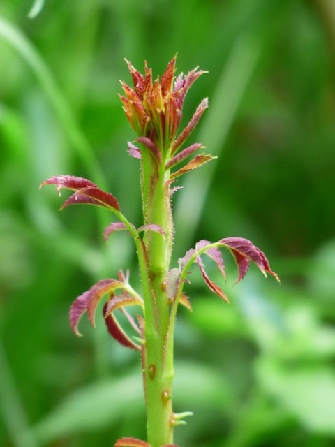 rosebush-167429_1920