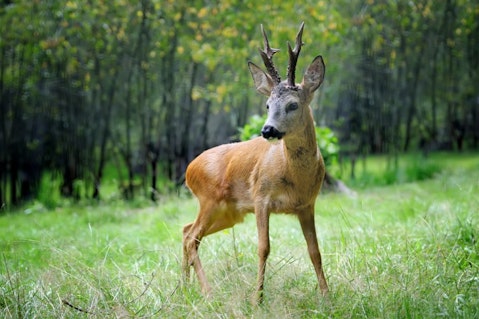 16 Best Whitetail Deer Hunting States for Big Game Hunters