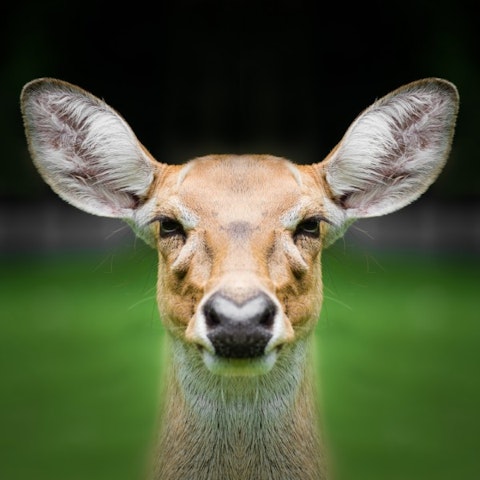 16 Best Whitetail Deer Hunting States for Big Game Hunters