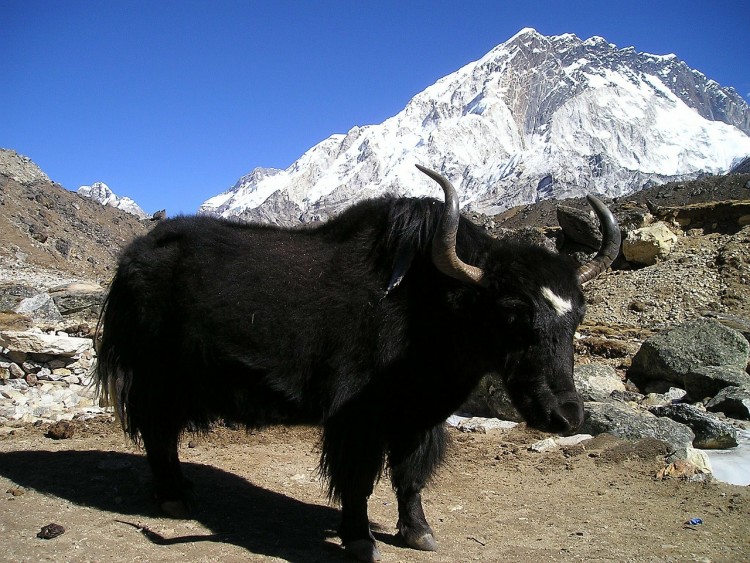 nepal-419_1280