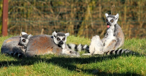 lemur-678197_1280