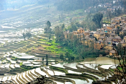 china, yuanyang, tourism, rice, outdoor, meadow, grow, agriculture, green, travel, view, terraced, grass, farm, east, village, asia, tourist, production, rural, terrace, lush, background, harvest, food, hill, cultivation, tropical, organic, field, culture, valley, plantation, countryside, tradition, growth, plant, mountain, scenic, scene, water, nature, paddy, pattern, asian, landscape