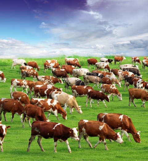 herd, meadow, grazing, natural, graze, beef, milk, agriculture, mammal, green, spring, cloud, brown, field, grass, drove, farm, village, black, female, family, farming, feeding, agricultural, livestock, dairy, breeding, pasture, manufacturing, cow, cattle, rural, sky, scenic, bull, udder, domestic, industry, nature, food, cloudscape, eating, hoofed, ranch, animal, landscape