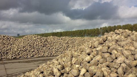 sugar-beet-562317_1280 10 Countries That Export The Most Sugar in the World