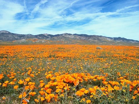 wildflower-322659_192011 Places with the Most Moderate Climate in the World