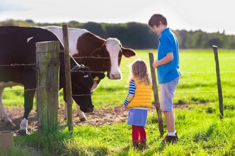 farm, fun, child, cow, outdoor, calf, family, farm, animals, nature 6 Easiest Cows To Raise With Your Children