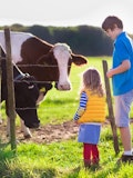 6 Easiest Cows To Raise With Your Children