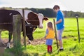 6 Easiest Cows To Raise With Your Children