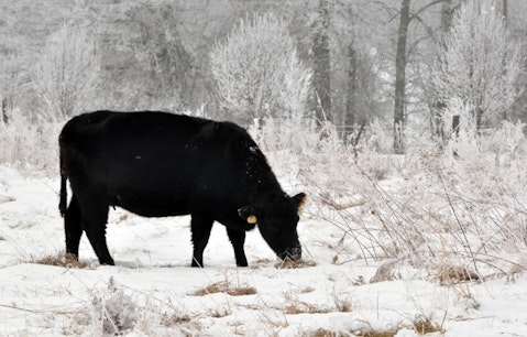angus, calf, fog, tree, meadow, grazing, graze, beef, mammal, green, white, steer, field, grass, farm, countryside 6 Easiest Cows To Raise With Your Children