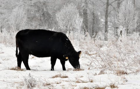 angus, calf, fog, tree, meadow, grazing, graze, beef, mammal, green, white, steer, field, grass, farm, countryside 6 Easiest Cows To Raise With Your Children