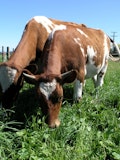 7 Easiest Farm Animals to Raise For Profit