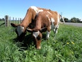 7 Easiest Farm Animals to Raise For Profit