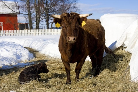 dexter, cow, birth, calf, grass, farm, dual-purpose, breed, rare, mini, spring, livestock, cattle, snow