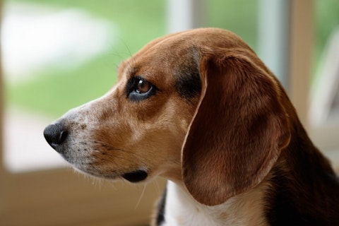 beagle-959624_1280