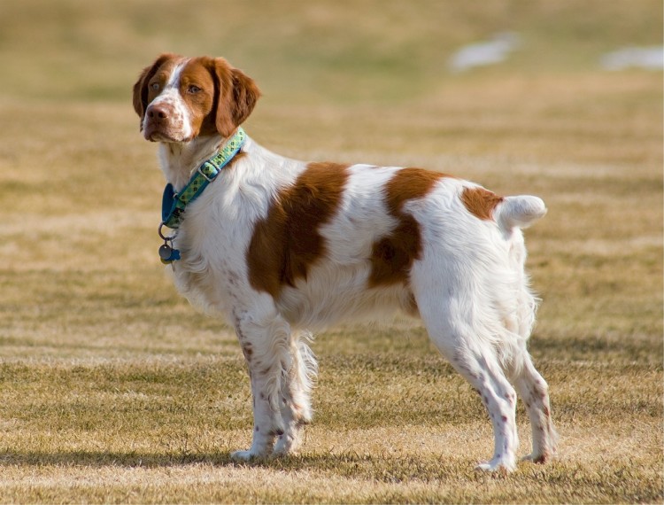 brittany-spaniel-518261_1280