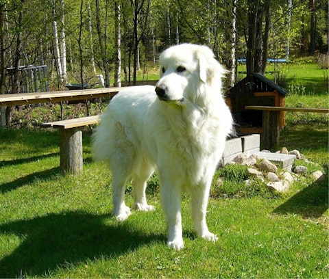 pyrenean-mountain-dog-518259_1280