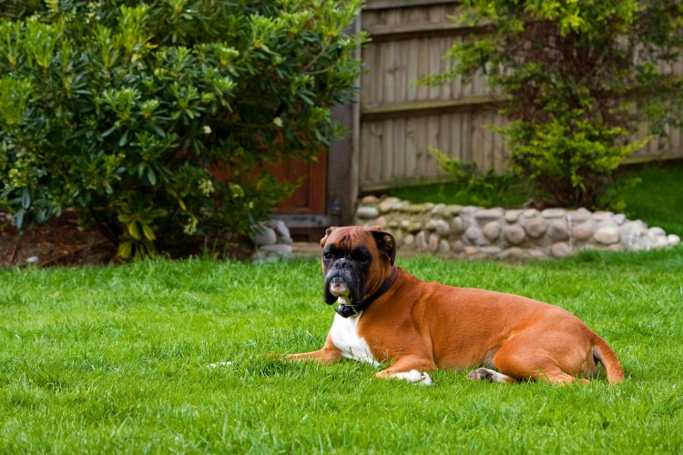 boxer-dog-76573_1920