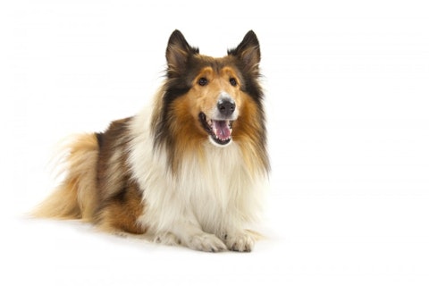 Loyal Dog Pet Friend Logo