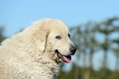 kuvasz, outdoor, breed, mammal, white, guardian, adult, pedigree, head, shepherd, flock, sheep, portrait, guarding, protection