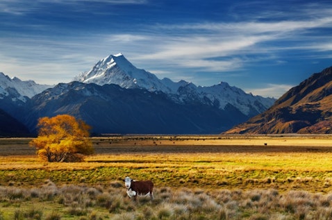 new, zealand, farm, cow, ranch, mount, southern, cook, sunset, meadow, tree, autumn, travel, view, yellow, scenery, grass, spectacular, alps, aoraki, range, pasture, 11 Places with the Most Moderate Climate in the World