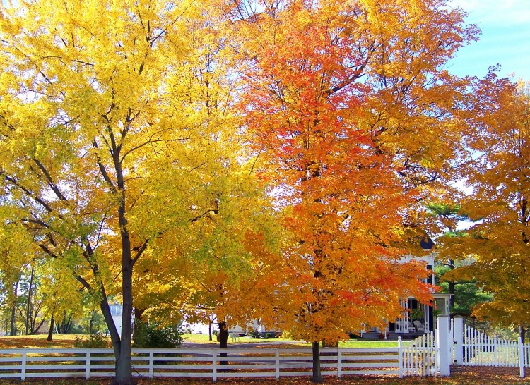 trees-20610_1280 11 Best Places to Visit in Vermont in Fall